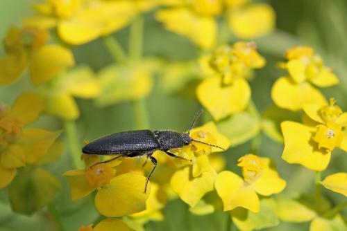 Melanotus sp.